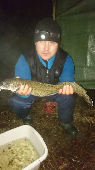 Burbot