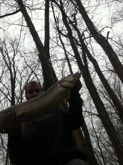 Muskellunge, 6.8 kg — Clear Fork