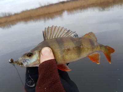 Eurasian perch