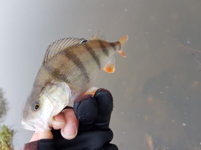 Eurasian perch — Danė