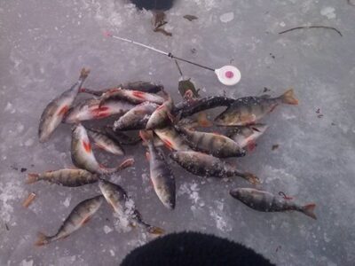 Eurasian perch — Neris River