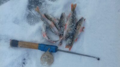 Eurasian perch ×9 — Jauriukas