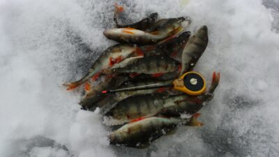 Eurasian perch ×14 — Apvardai