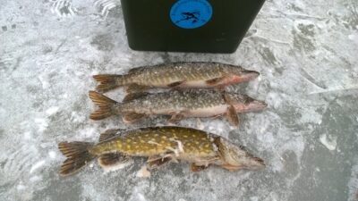 Northern Pike ×3 — Lėnas