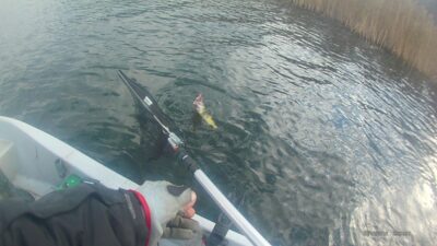 Northern Pike — Sartai