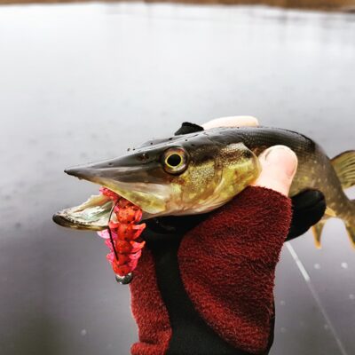 Northern Pike — Minija