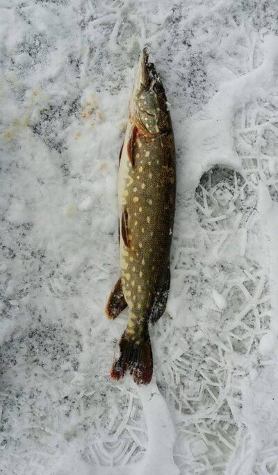 Northern Pike, 1.2 kg — Gulbinas