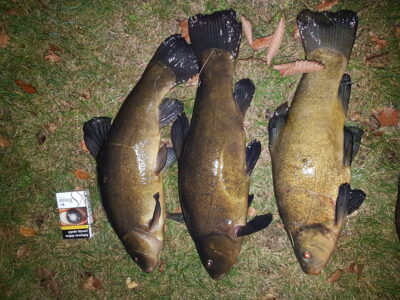 Tench, 1.3 kg — Avilys