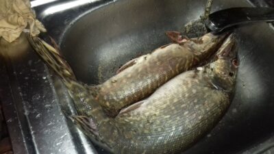 Northern Pike, 2.7 kg