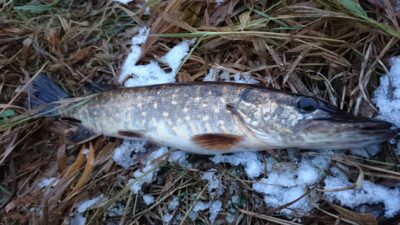 Northern Pike — Tenenys