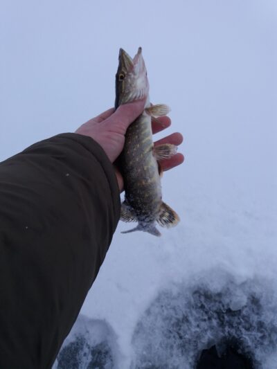 Northern Pike ×2 — Apušys