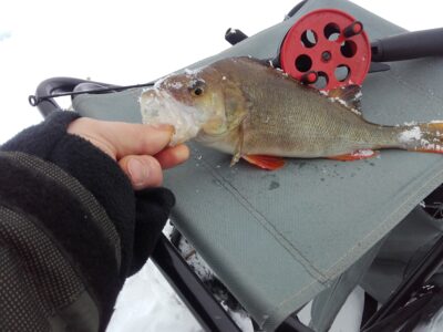 Eurasian perch, 0.4 kg