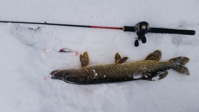 Northern Pike, 3.2 kg