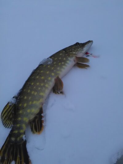 Northern Pike, 1.0 kg — Našys