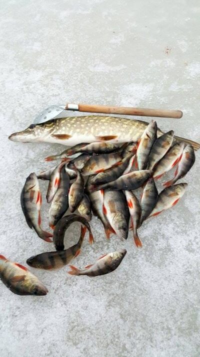 Eurasian perch — Antalieptės HE