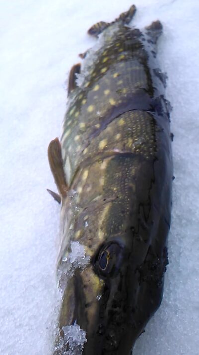 Northern Pike