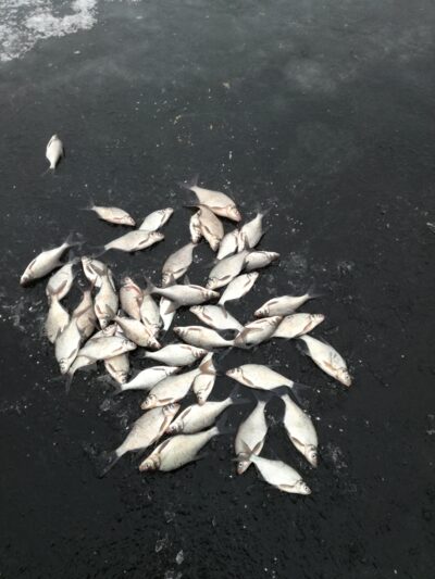Carp bream ×49