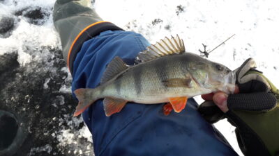 Eurasian perch — Luodis