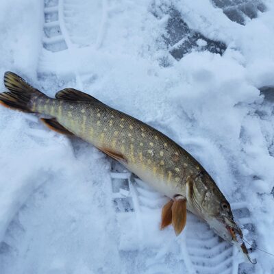 Northern Pike