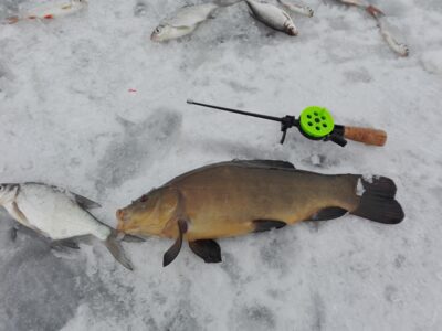 Tench, 1.1 kg — Dviragis