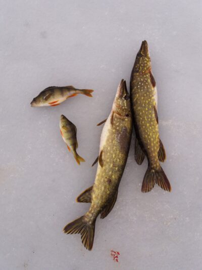 Northern Pike — Gauštvinis