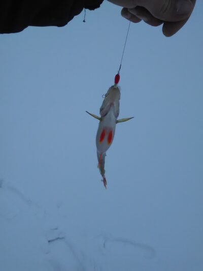 Eurasian perch — Degučių
