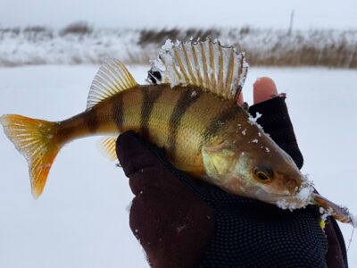 Eurasian perch