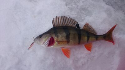 Eurasian perch, 0.2 kg — Vilkinys
