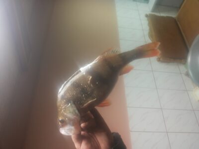 Eurasian perch, 0.6 kg — Akmenių
