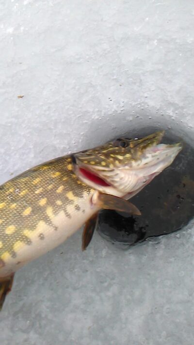 Northern Pike