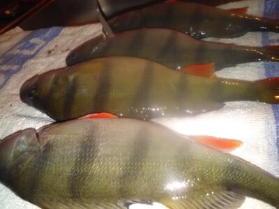 Eurasian perch ×4 — Sartai