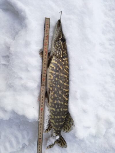 Northern Pike