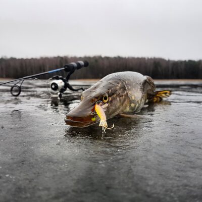 Northern Pike