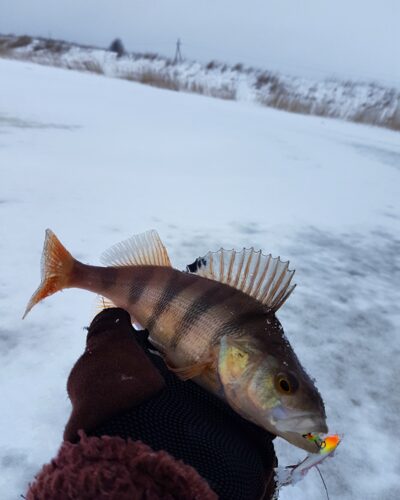 Eurasian perch