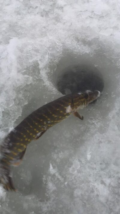 Northern Pike