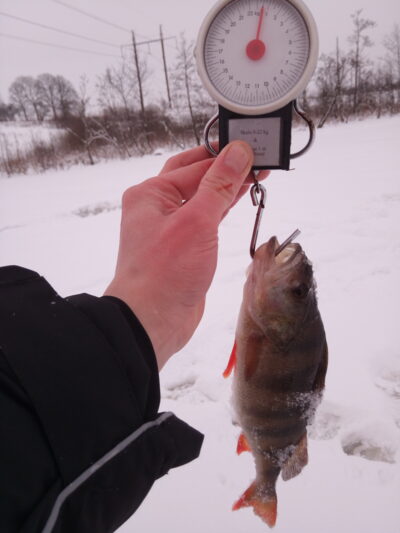Eurasian perch, 0.5 kg