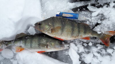 Eurasian perch ×2