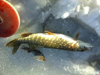 Northern Pike — Viešis