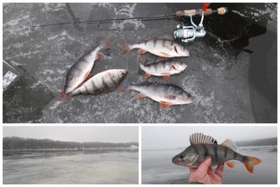 Eurasian perch ×5 — Kaunas reservoir