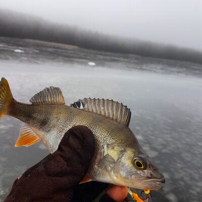Eurasian perch