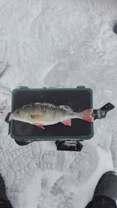 Eurasian perch, 0.5 kg — Mažasis Siaurys