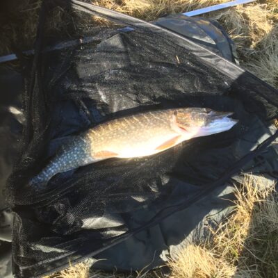 Northern Pike, 8.2 kg — Feur-loch