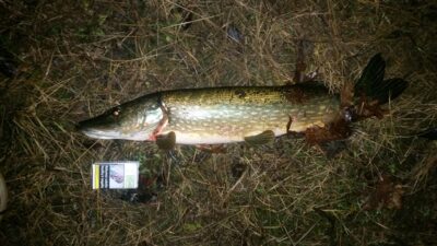 Northern Pike, 2.9 kg
