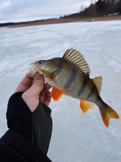 Eurasian perch ×27
