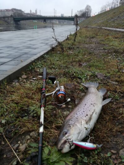 Šlakis, 1.6 kg — Neris River
