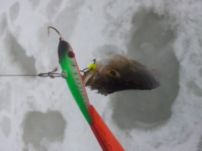Eurasian perch