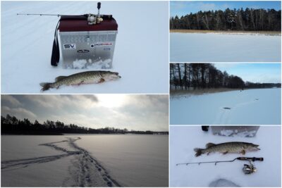 Northern Pike, 0.9 kg