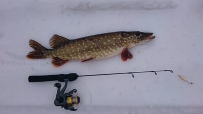 Northern Pike, 1.0 kg — Vilkinys