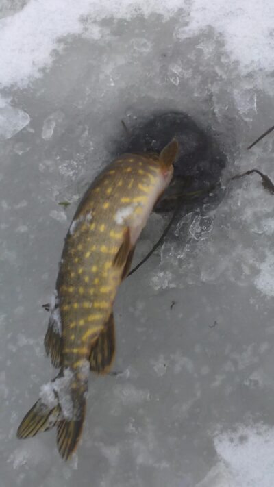 Northern Pike