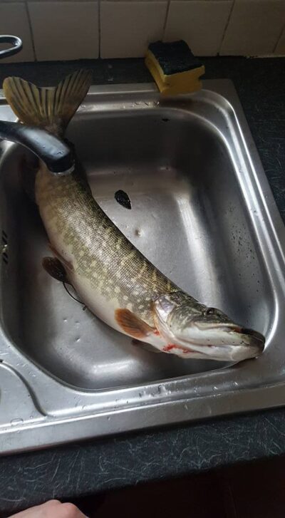 Northern Pike, 2.3 kg
